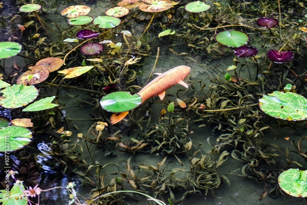 Obraz 日本・岐阜、モネの池の風景
