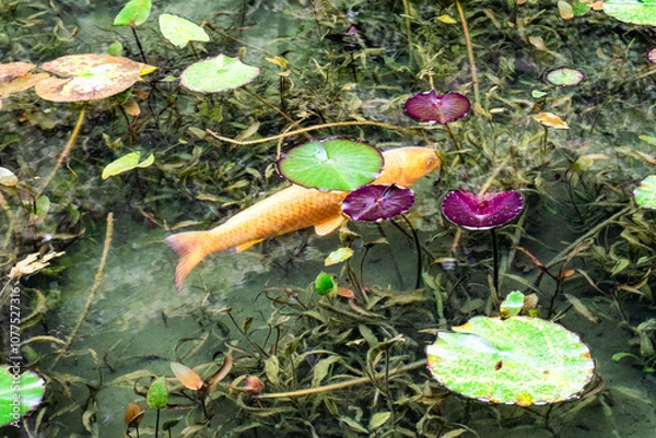 Obraz 日本・岐阜、モネの池の風景