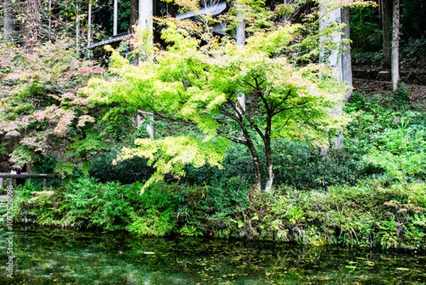 Obraz 日本・岐阜、モネの池の風景