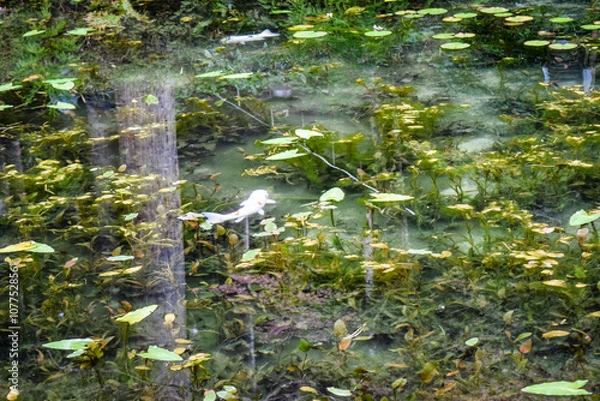 Obraz 日本・岐阜、モネの池の風景