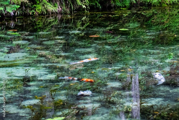 Obraz 日本・岐阜、モネの池の風景