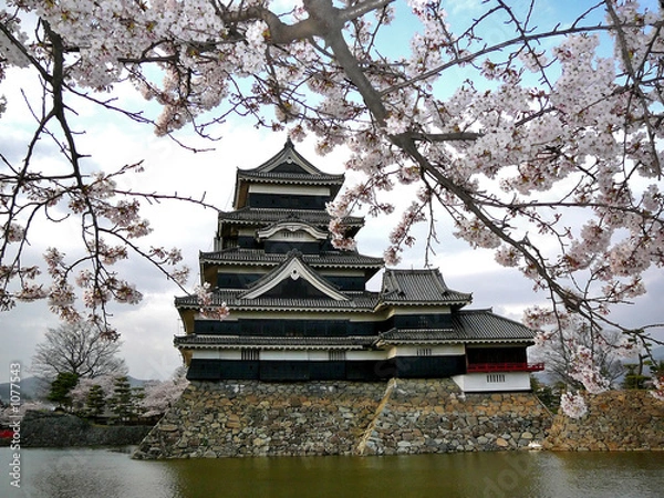 Obraz matsumoto castle with cherry blossoms