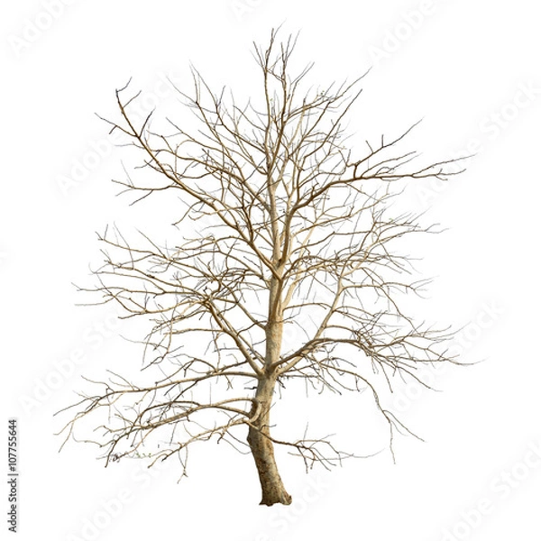 Obraz Isolated tree with no leaves on white background
