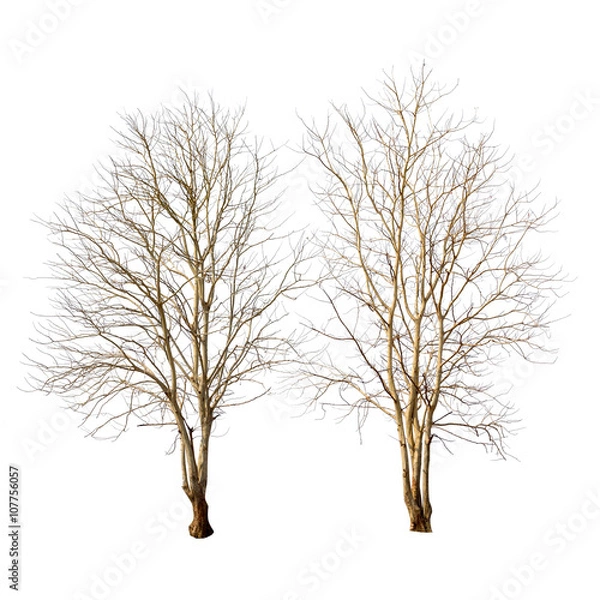 Fototapeta Isolated tree with no leaves on white background