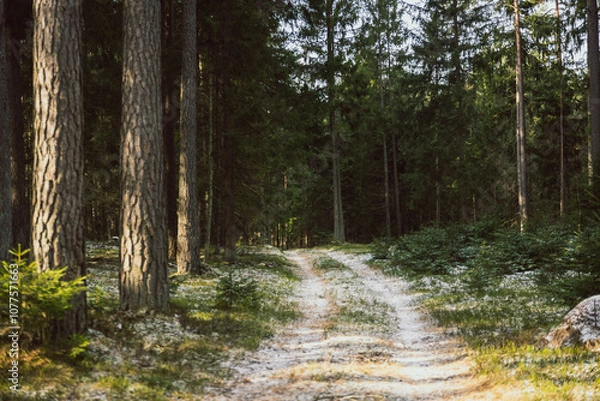 Fototapeta winter forest landscape after heavy snowfall
