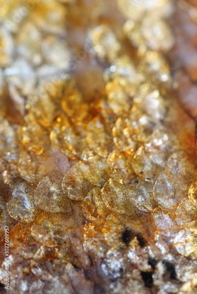 Fototapeta Macro Images of Raw Meats Like Beef, Salmon, Bacon, Salami