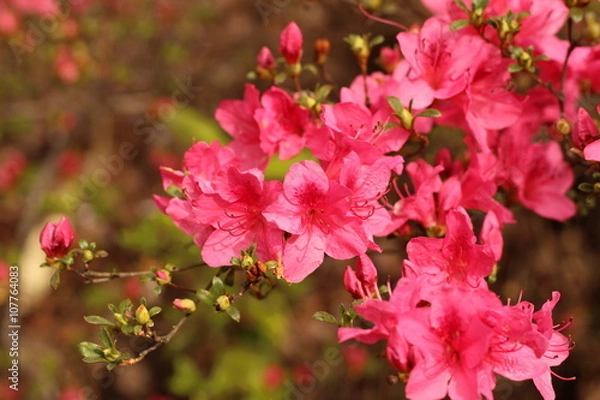 Fototapeta 躑躅の花