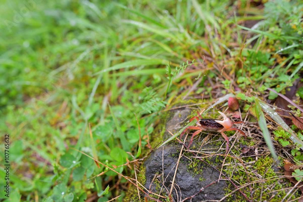 Fototapeta 小さなカニ