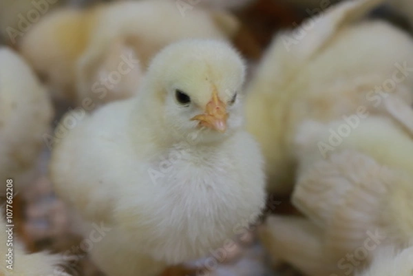 Obraz ヒヨコ正面アップ