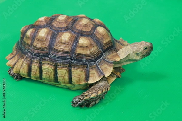 Obraz ケヅメリクガメ少し斜め右向き背景緑