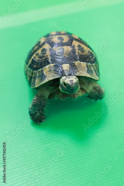 Obraz ギリシャリクガメ正面斜め上からで背景緑