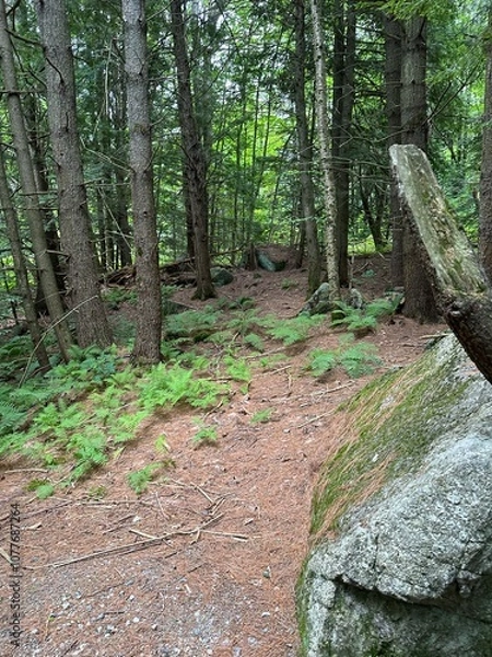 Obraz thick trees in wooded area