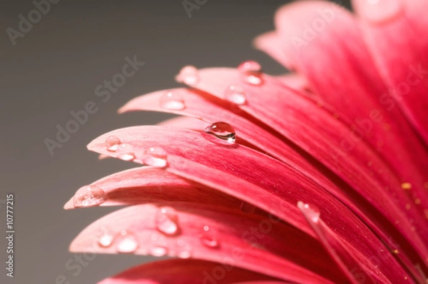 Obraz Gerbera closeup water drop