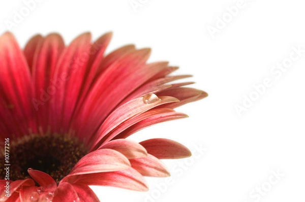 Obraz velvet gerbera