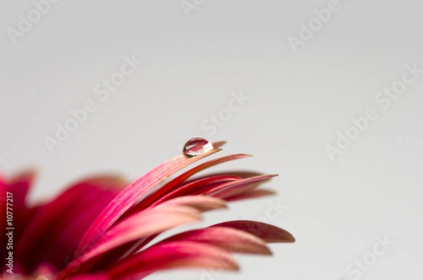 Obraz drop at Velvet