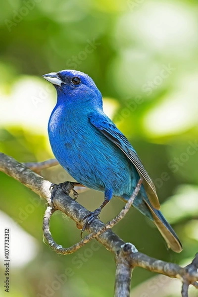 Fototapeta Indigo Bunting