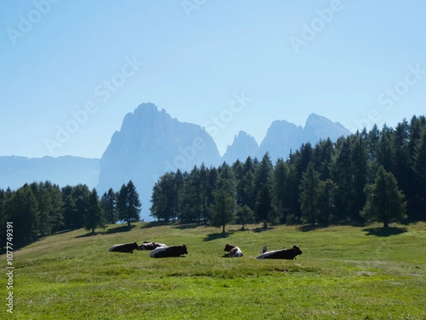 Fototapeta Cows in a meadow, Mountain landscape with blue sky, bright green grass, summer time in the Dolomites in Italy. Pine trees