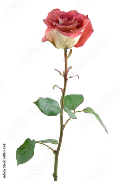 Fototapeta chocolate red rose