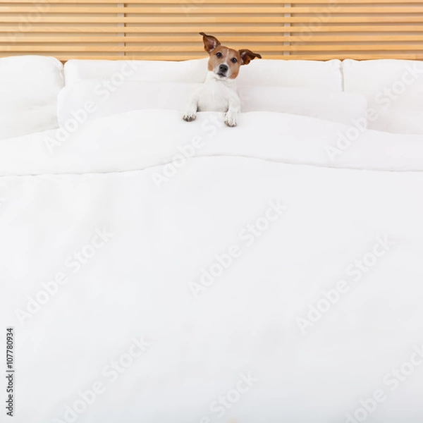 Fototapeta dog in bed