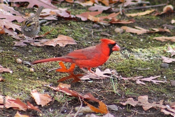 Fototapeta red cardinal with sparrow