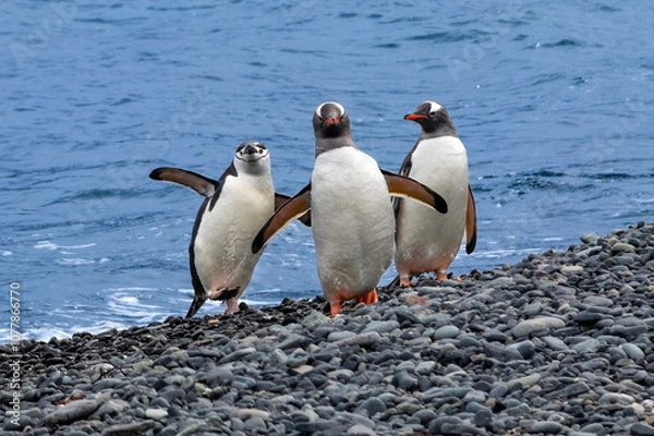 Obraz Chinstrap penguin (Pygoscelis antarcticus) and Gentoo penguins (Pygoscelis papua) standing in a group, on rocky shore of the Antarctic Peninsula. Blue ocean in the background. 
