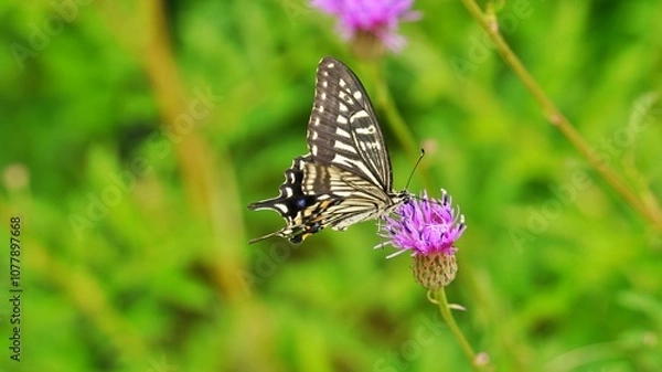 Fototapeta Thistle flower and butterfly
