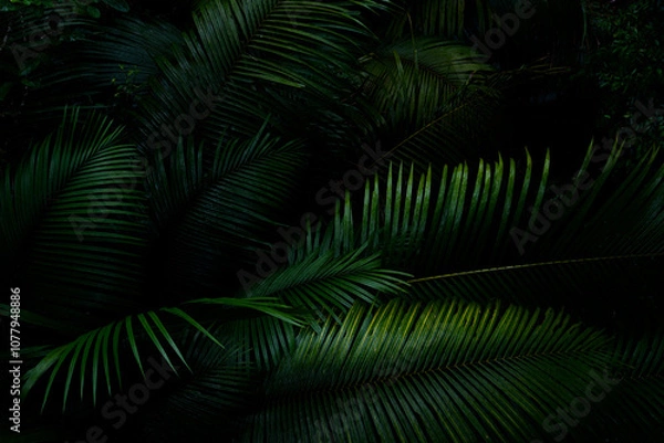 Fototapeta Botanical tropical green forest in asia background concept of ecology and relax, calm, freshness, freedom journey lifestyle use for spa and environmental conservation.