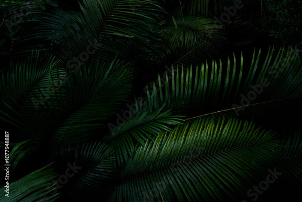 Fototapeta Botanical tropical green forest in asia background concept of ecology and relax, calm, freshness, freedom journey lifestyle use for spa and environmental conservation.