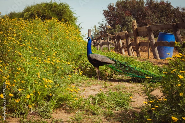 Obraz Peacock in the farm