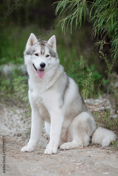 Fototapeta  White and gray husky dog sitting in a mowl with dandelions and looks away
