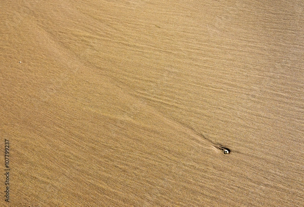 Fototapeta Sandy beach forming abtract patten with a shell
