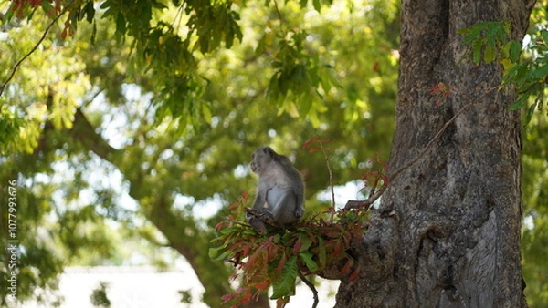 Fototapeta A wild monkey perched on a tree, gazing curiously at its surroundings. The natural landscape adds an exotic vibe perfect for nature, adventure, and wildlife projects. long tailed monkey