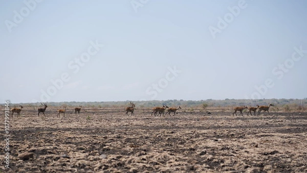 Fototapeta A majestic herd of deer grazes across a dry savanna landscape, their graceful forms contrasting with the arid terrain. Capturing the beauty of wildlife in its natural habitat. ideal for nature themes