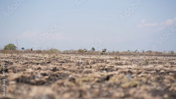 Fototapeta A majestic herd of deer grazes across a dry savanna landscape, their graceful forms contrasting with the arid terrain. Capturing the beauty of wildlife in its natural habitat. ideal for nature themes