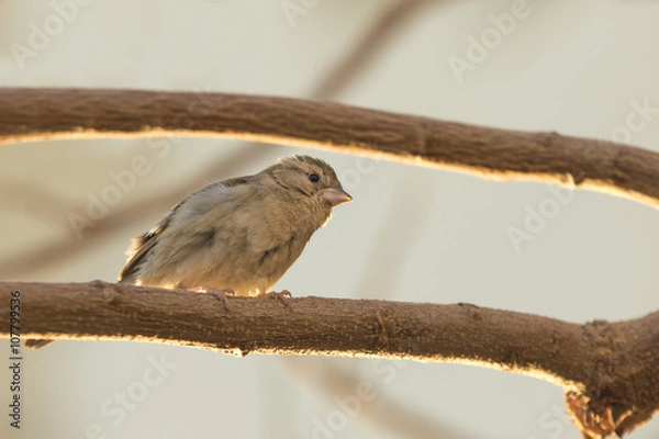 Obraz Funny sparrow looks surpriced sitting on a branch
