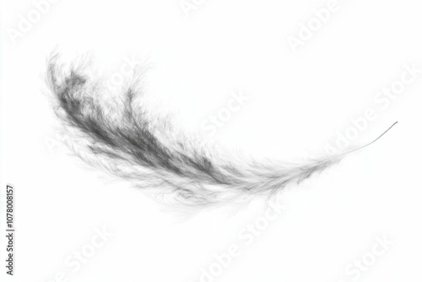 Fototapeta Single black feather on white background.