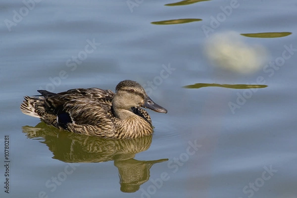 Obraz mallard (female)