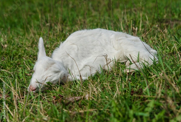 Obraz Little goat ill and lying on the grass