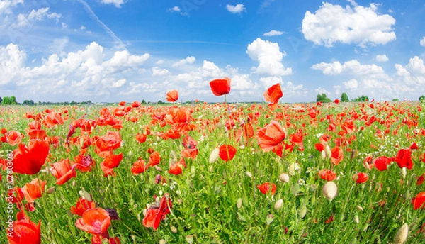 Fototapeta Beautiful poppy field