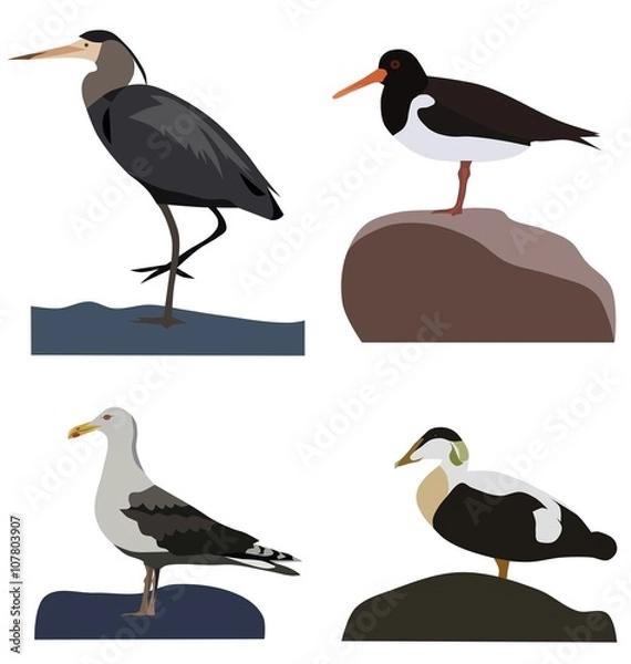 Obraz Set of sea birds, isolated vector