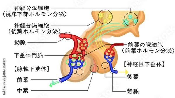 Obraz 　下垂体　ホルモン　イラスト　日本語