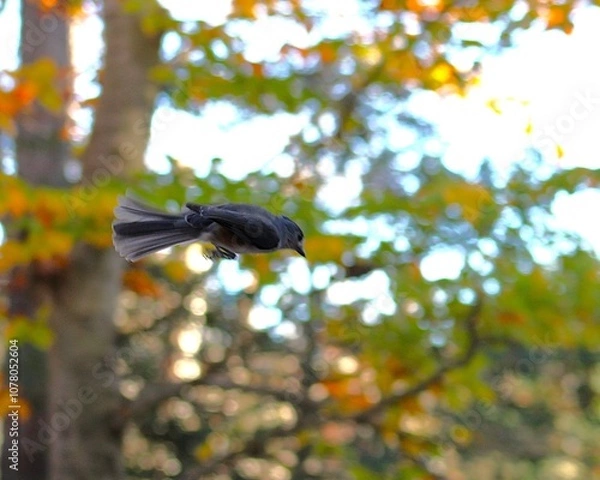 Fototapeta small bird jettisons through autumn forest