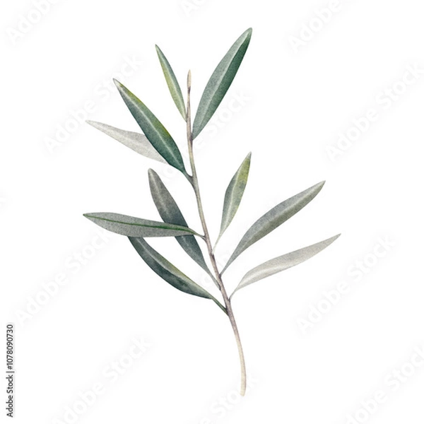 Fototapeta An olive branch on a white background. Palm, laurel branch with green leaves. A botanical illustration, hand-drawn in watercolor. Mediterranean fruits and berries. Clipart for olive oil labels.