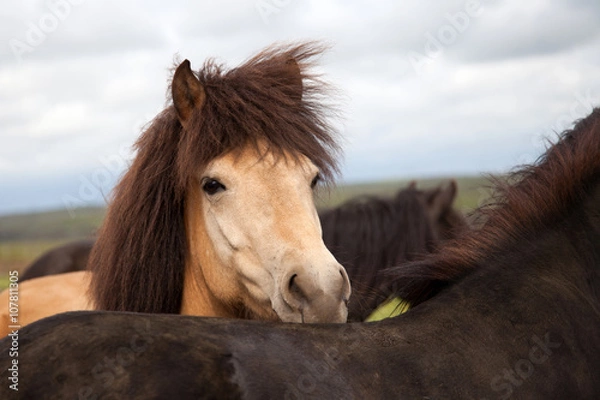 Obraz Islandpferd