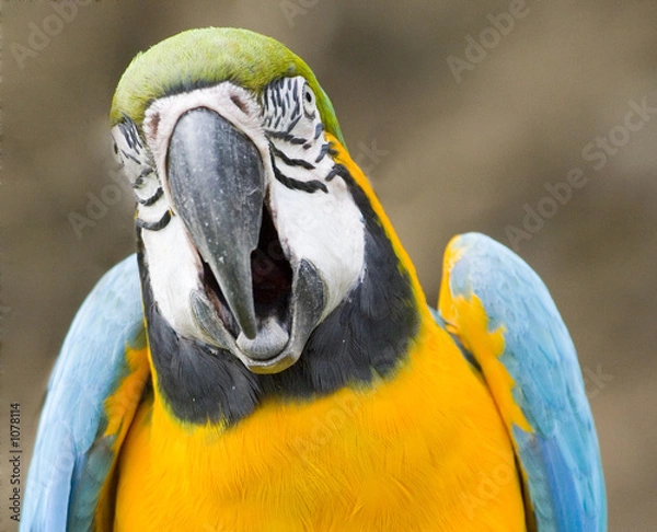 Fototapeta ara parrot