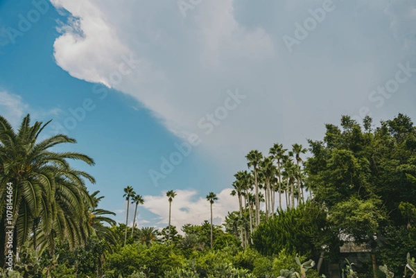 Fototapeta 야자수, 자연, 풍경