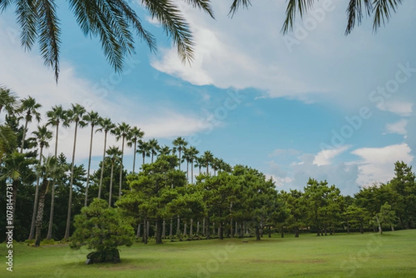 Obraz 야자수, 자연, 풍경