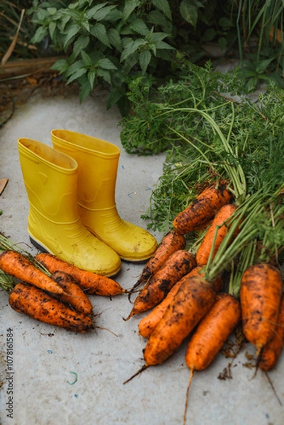 Obraz Yellow boots and fresh carrots with soil on it lying on concrete gray background 