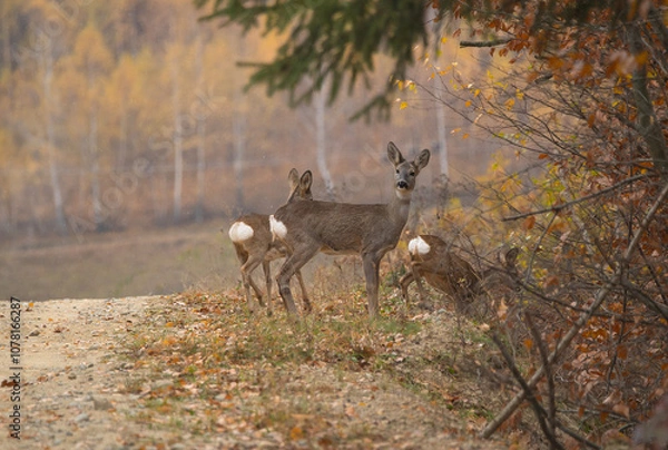 Obraz Deer in the forest on a autumn background photo.
