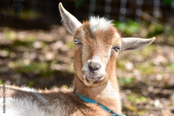 Obraz Dwarf Nigerian Goat Face